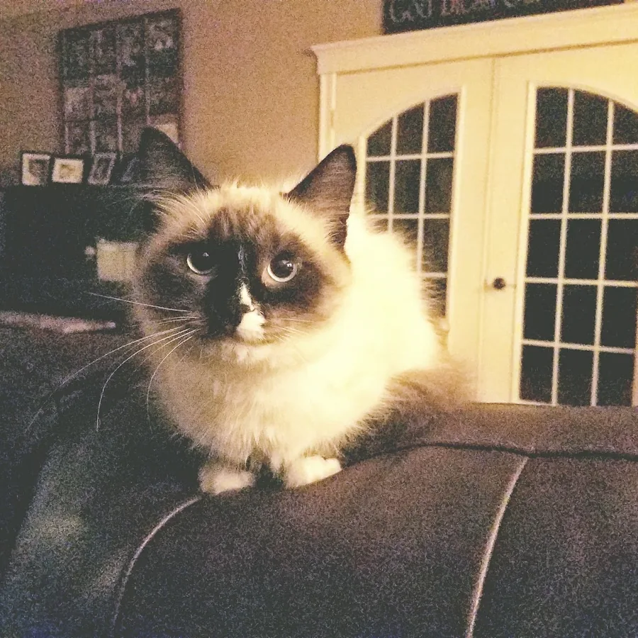 Juju, a cream and dark-pointed cat, sitting on a sofa back