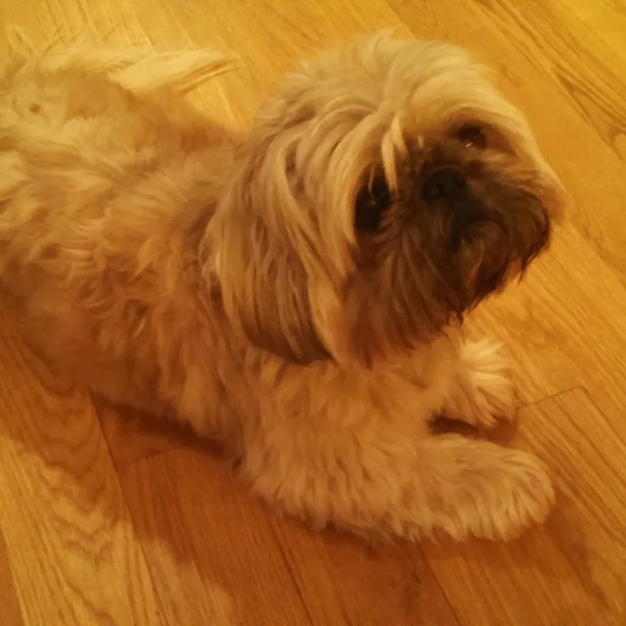 Rico, a small tan shaggy dog, lying on a wooden floor